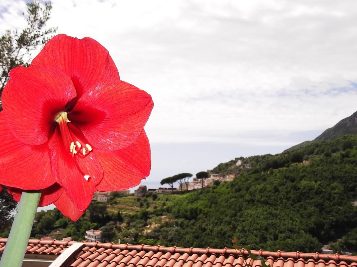Le Mimose Villa วิเอตริ ภายนอก รูปภาพ